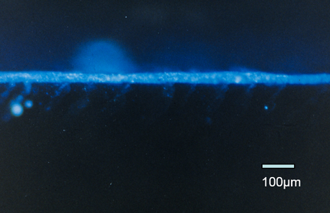 Fluorescent dye appears as a fluorescent blue "stripe," indicating there is no penetration.