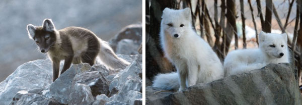 Arctic Fox seasonal coat