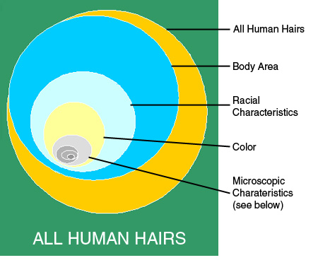 The Science of Forensic Hair Comparisons and the Admissibility of Hair  Comparison Evidence: Frye and Daubert Considered
