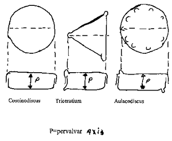 diatoms - pervalvar axis