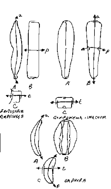 Diatoms with symmetrical frustules