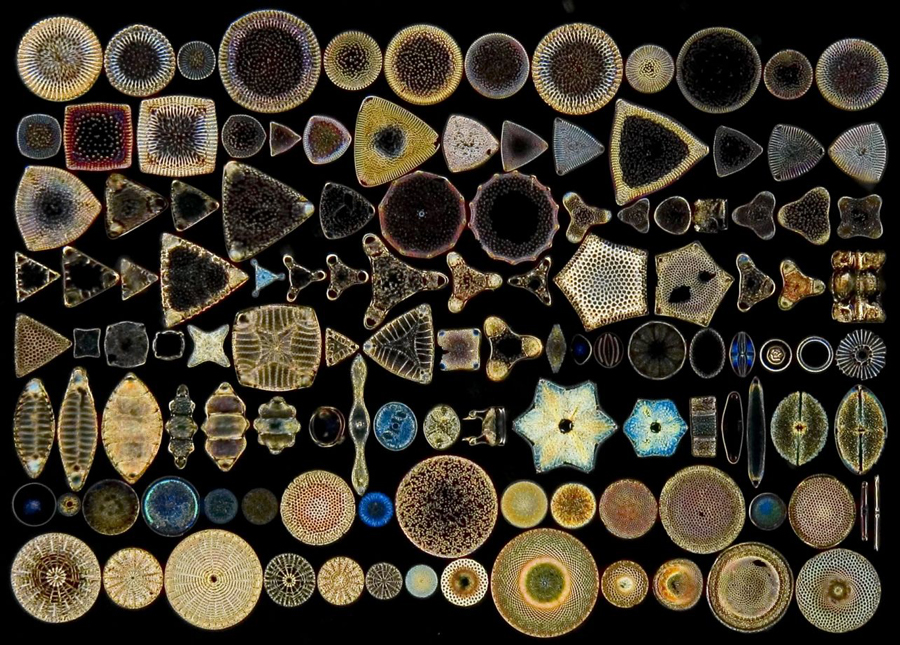 A variety of diatoms 