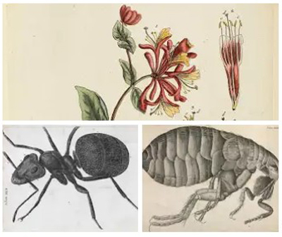Screenshot of Micrographia illustrations