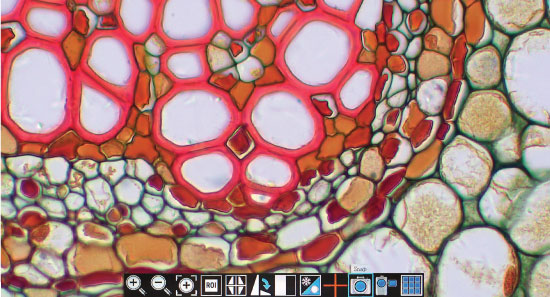 Photomicrograph from a Motic microscope