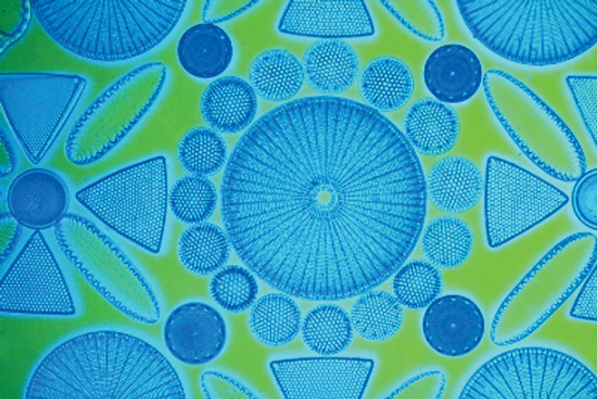 a photomicrograph a photomicrograph of diatoms using Rheinberg filters of diatoms