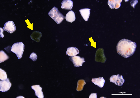 Possible glauconite grains in Sample #4– Foraminifera, reflected light, 100X.