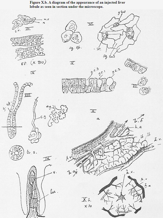 Microscopical drawings from Textbook of Biology, Part 1: Vertebrata