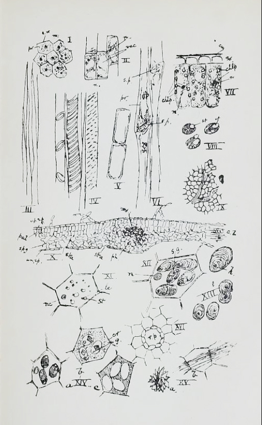 Microscopical drawings from Textbook of Biology, Part 2: Invertebrates and Plants