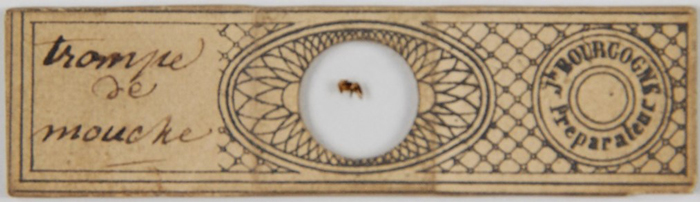 Bourgogne No. 2 paper-wrapped slide of a fly leg.