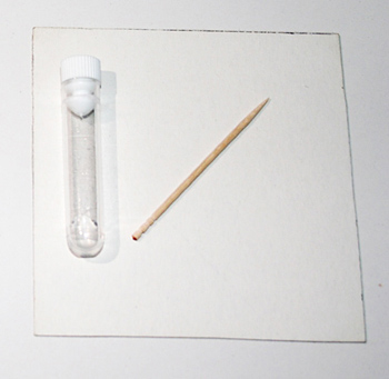 use a toothpick to spread foraminifera