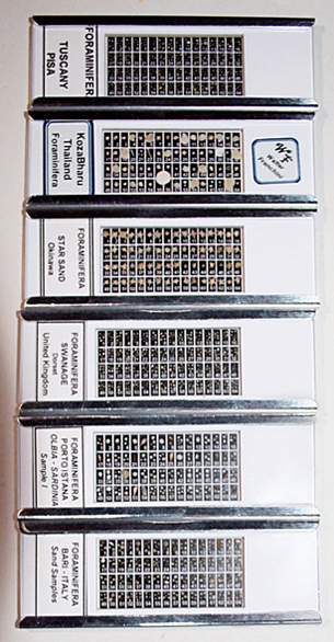 labeled slides with foraminifera samples